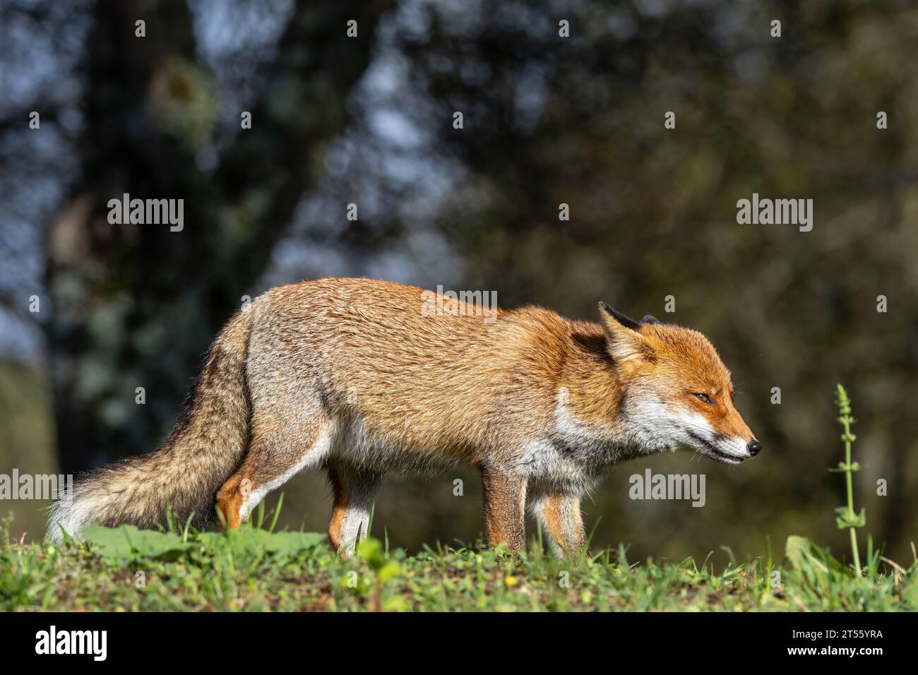 Le renard roux en automne Banque D'Images