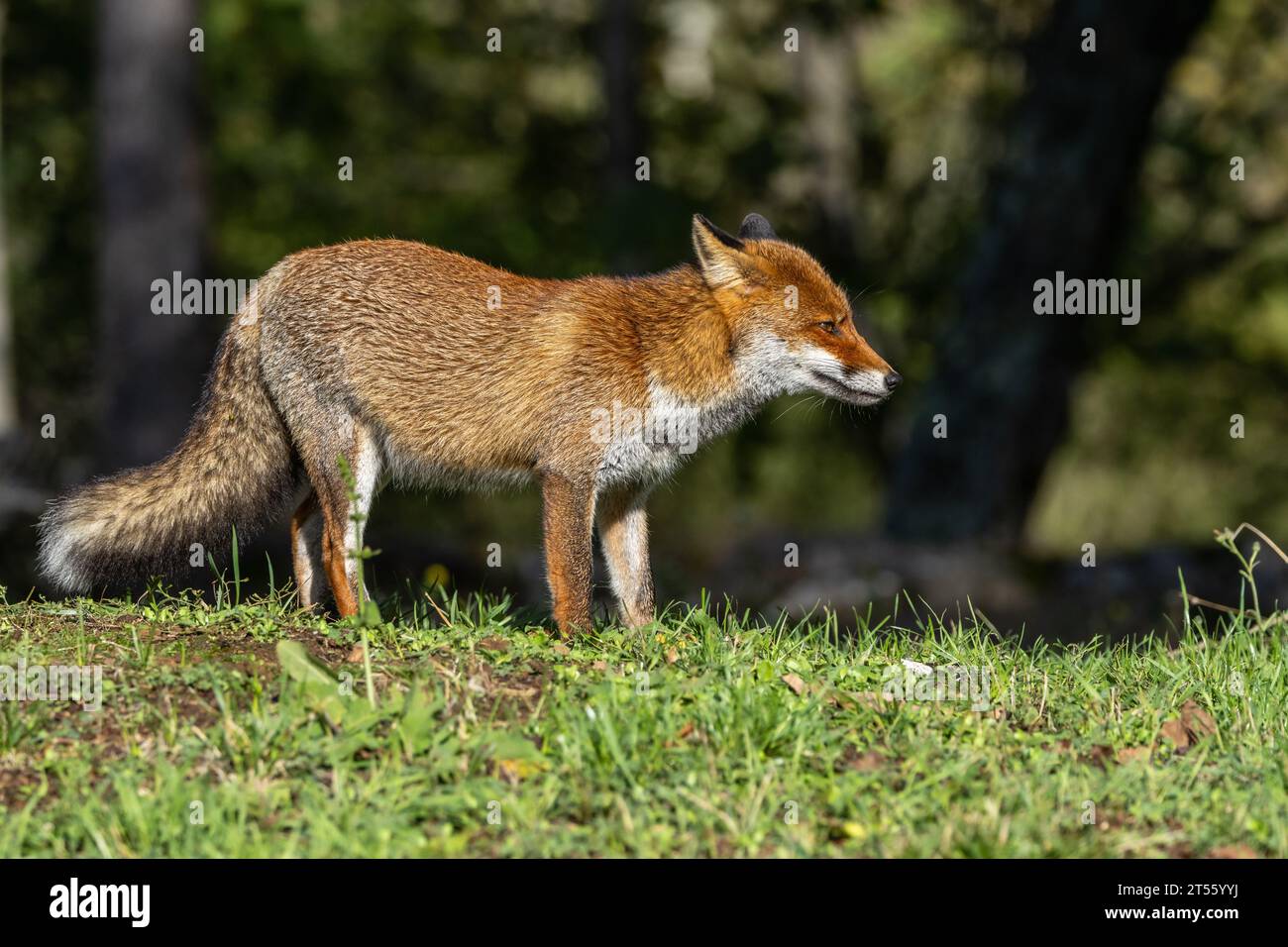 Le renard roux en automne Banque D'Images