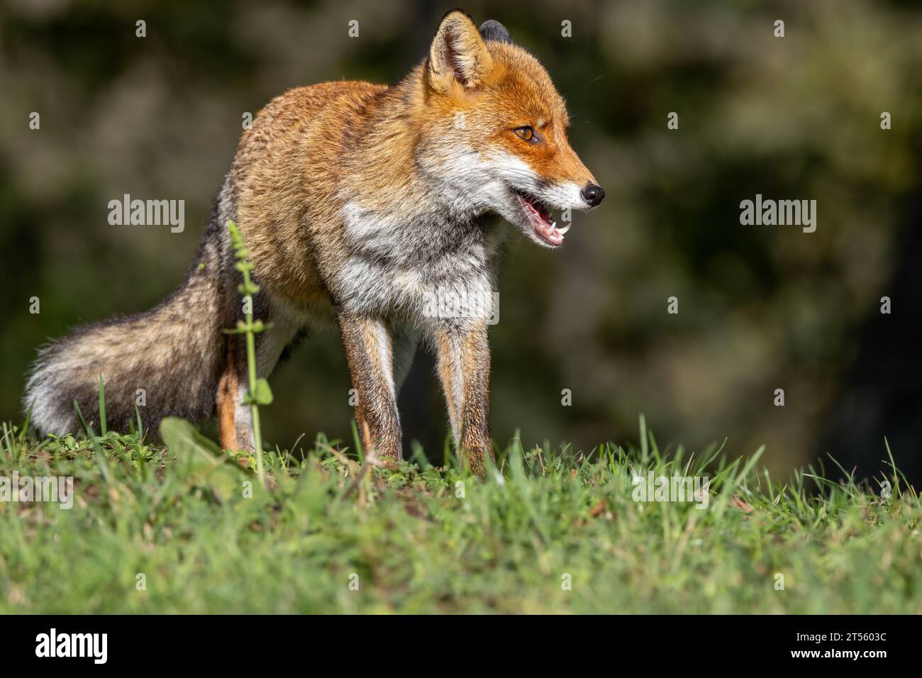 Le renard roux en automne Banque D'Images