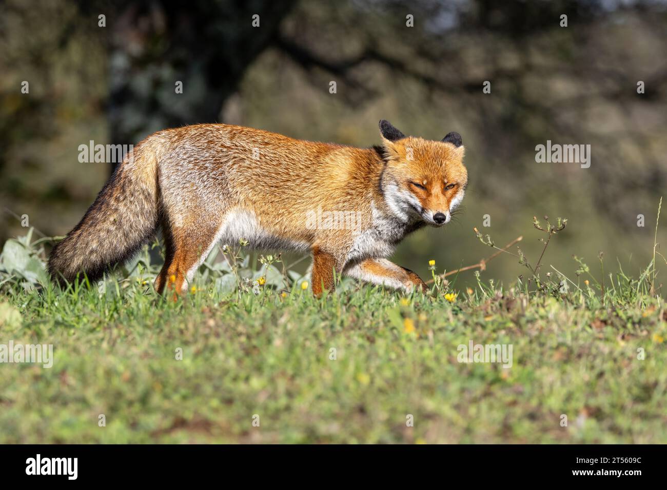 Le renard roux en automne Banque D'Images