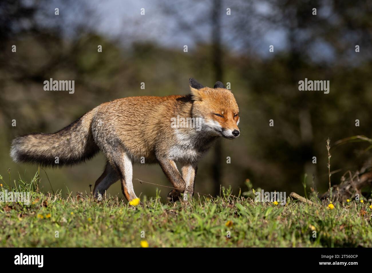Le renard roux en automne Banque D'Images