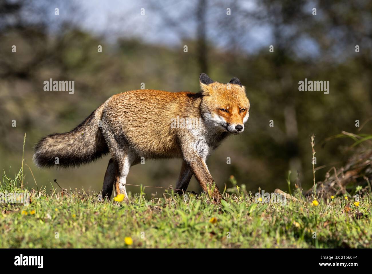 Le renard roux en automne Banque D'Images