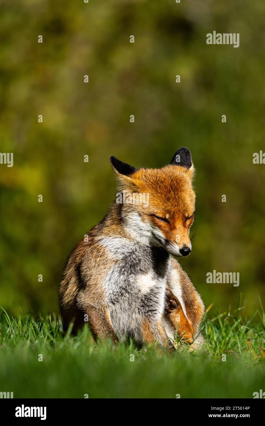 le renard roux dans les tons d'automne Banque D'Images