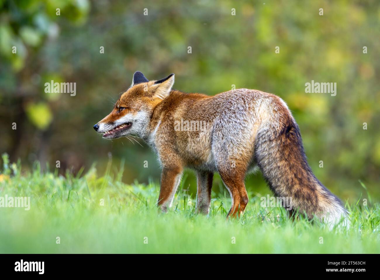 le renard roux dans les tons d'automne Banque D'Images
