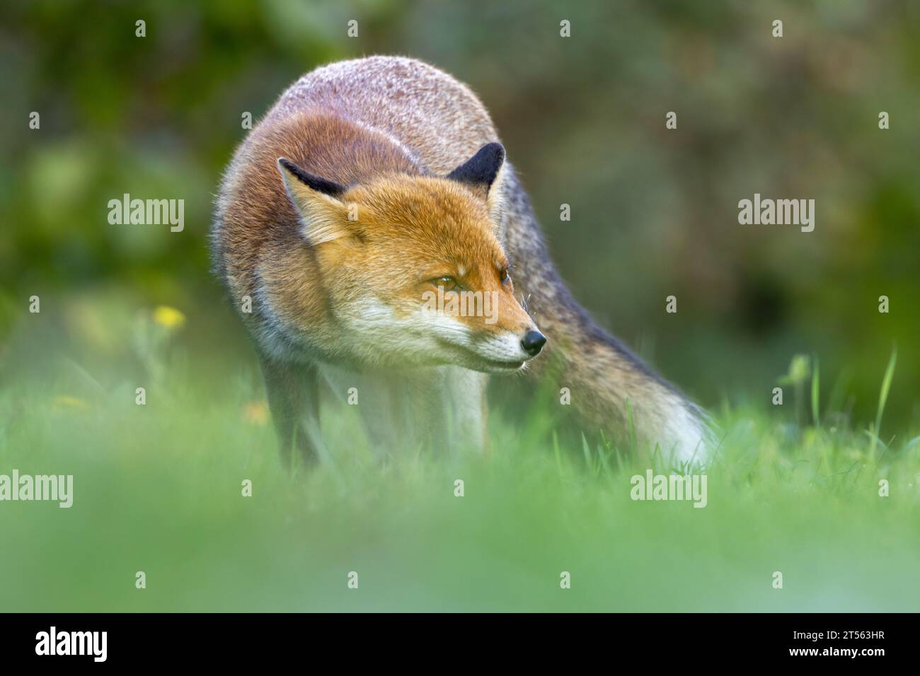le renard roux dans les tons d'automne Banque D'Images