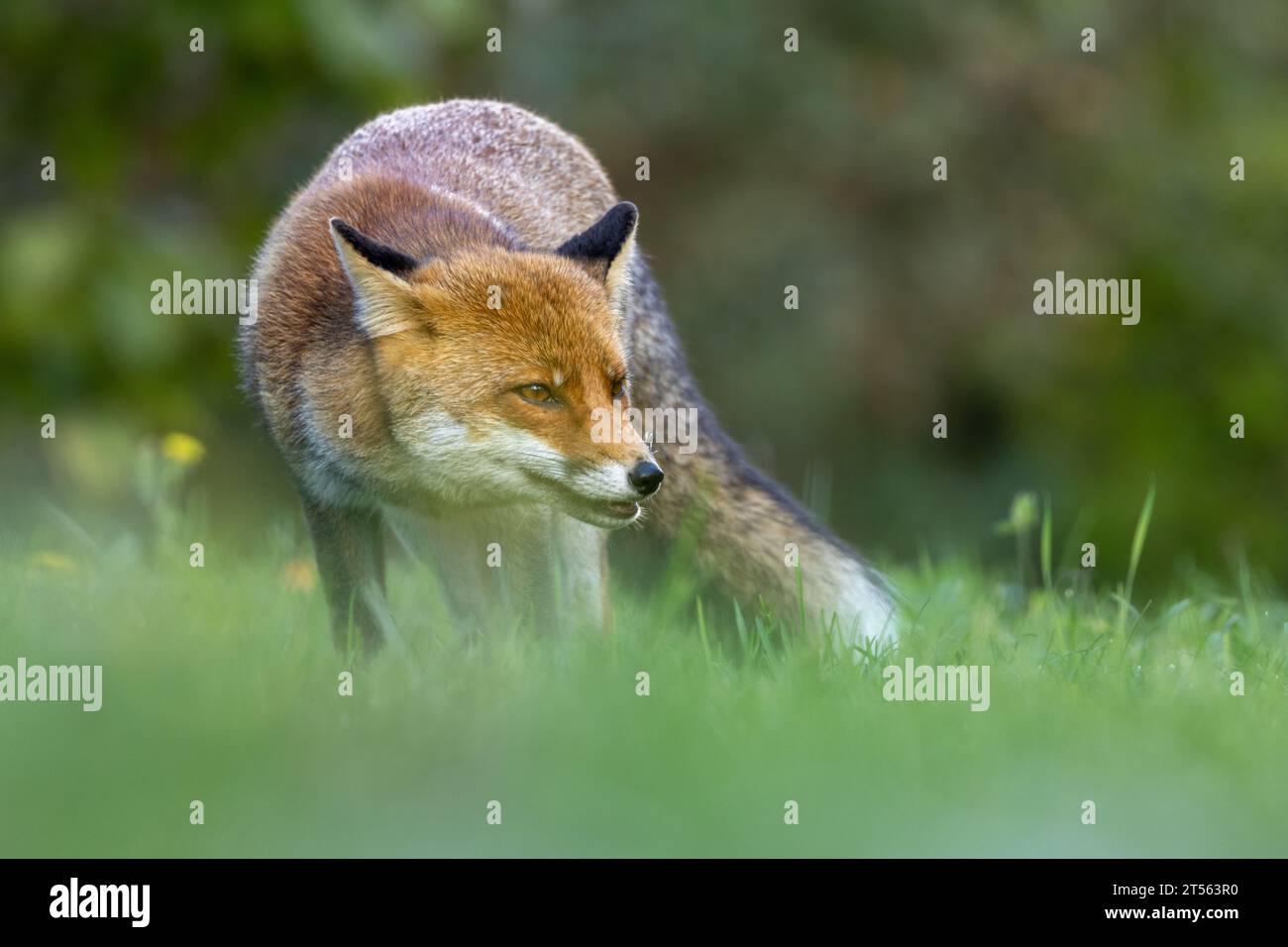 le renard roux dans les tons d'automne Banque D'Images