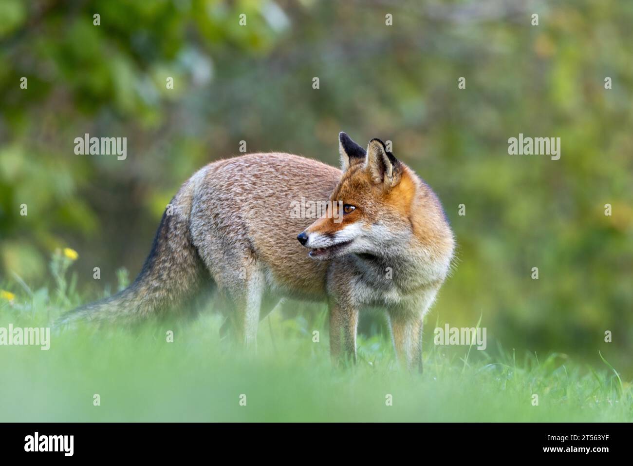 le renard roux dans les tons d'automne Banque D'Images