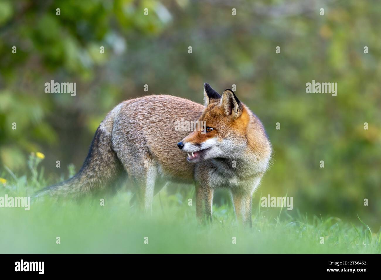 le renard roux dans les tons d'automne Banque D'Images