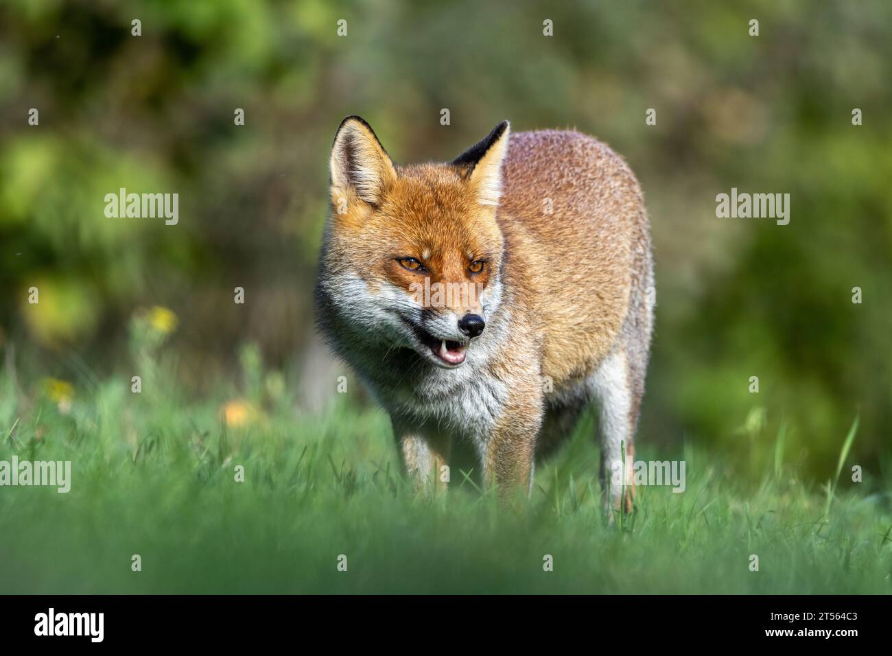 le renard roux dans les tons d'automne Banque D'Images