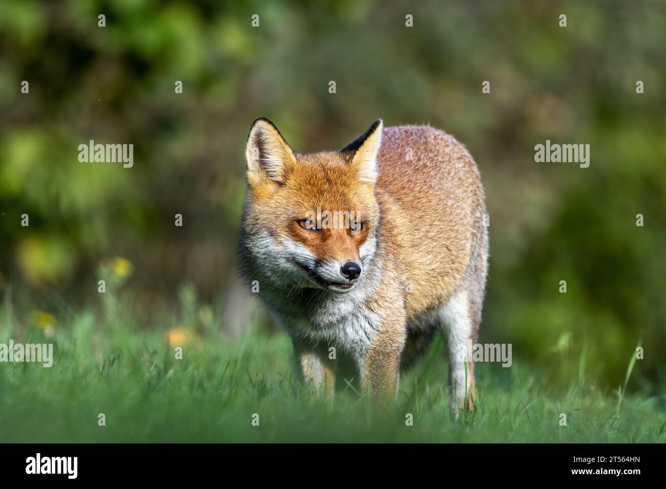 le renard roux dans les tons d'automne Banque D'Images