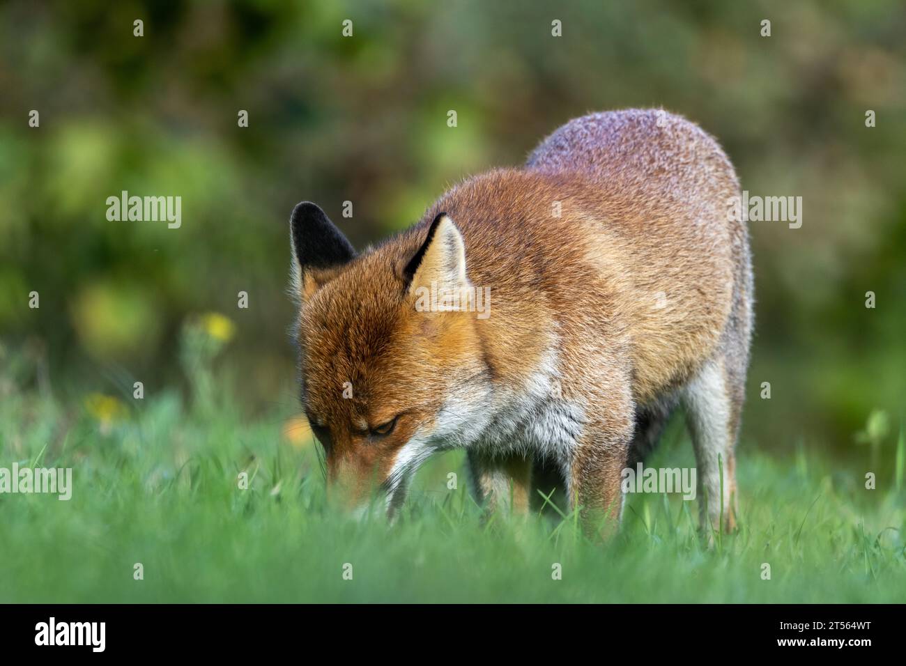 le renard roux dans les tons d'automne Banque D'Images