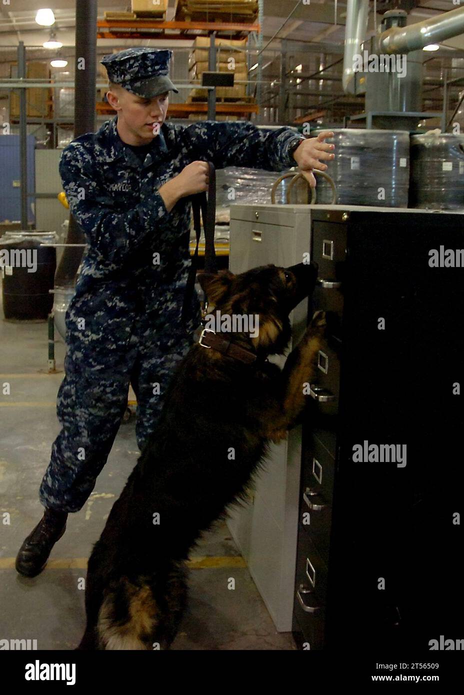 Naval District Washington (NDW) Military Working Dog (MWD) programme, NDW, Sailor, entraînement, US Navy, Washington Banque D'Images