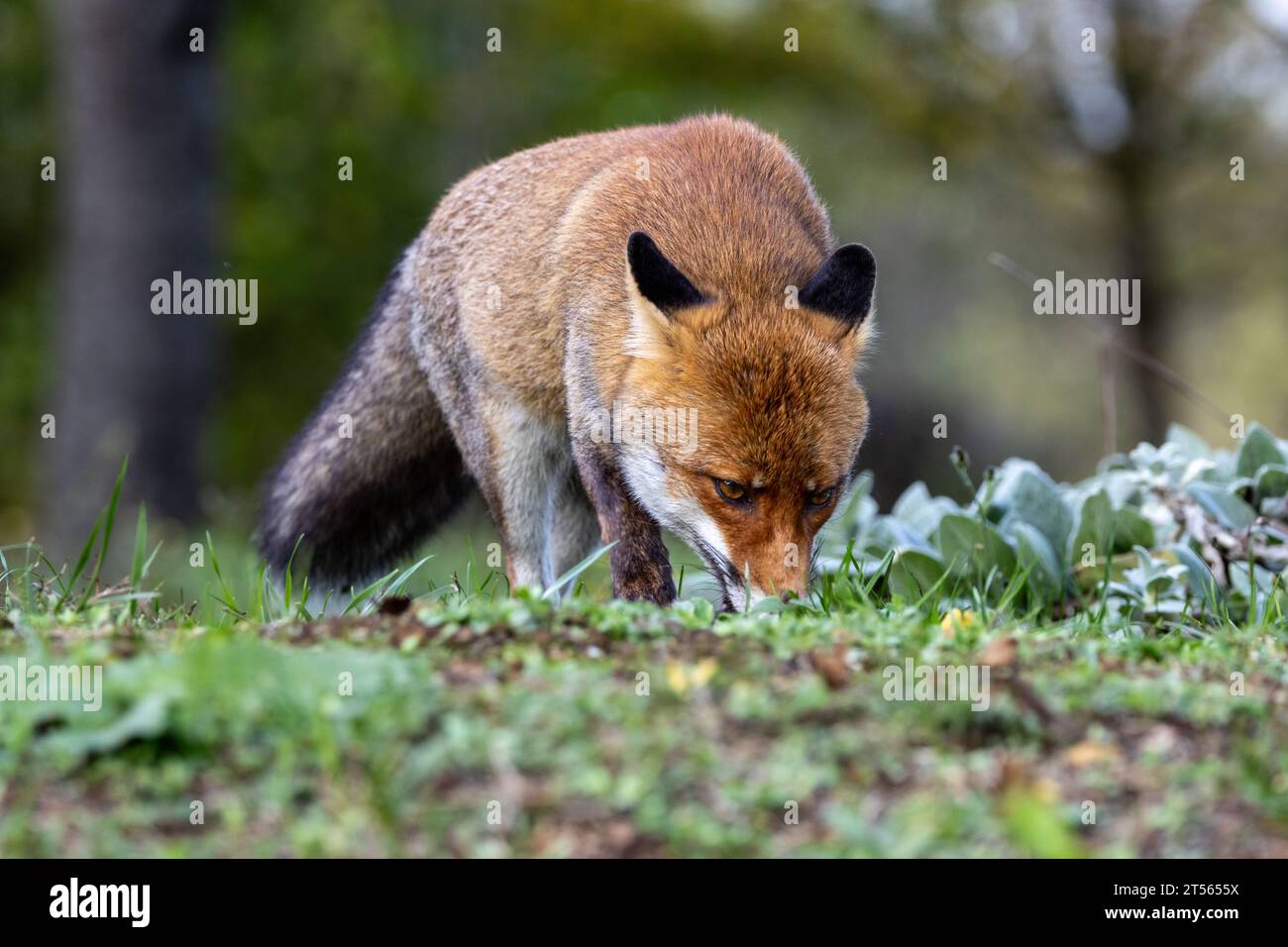 le renard roux dans les tons d'automne Banque D'Images