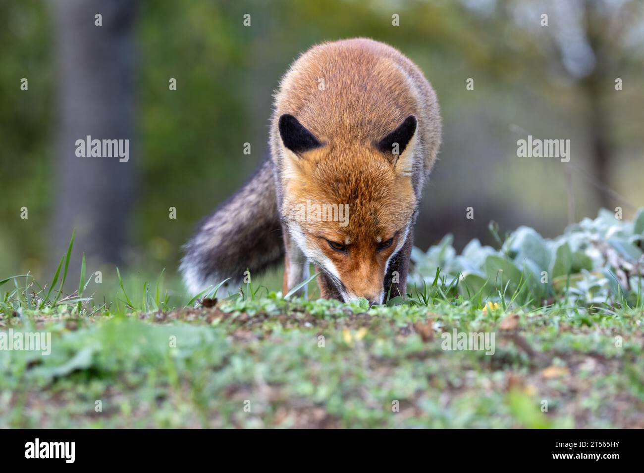 le renard roux dans les tons d'automne Banque D'Images