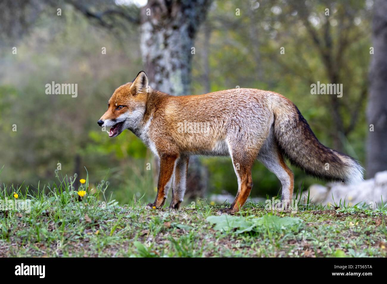 le renard roux dans les tons d'automne Banque D'Images