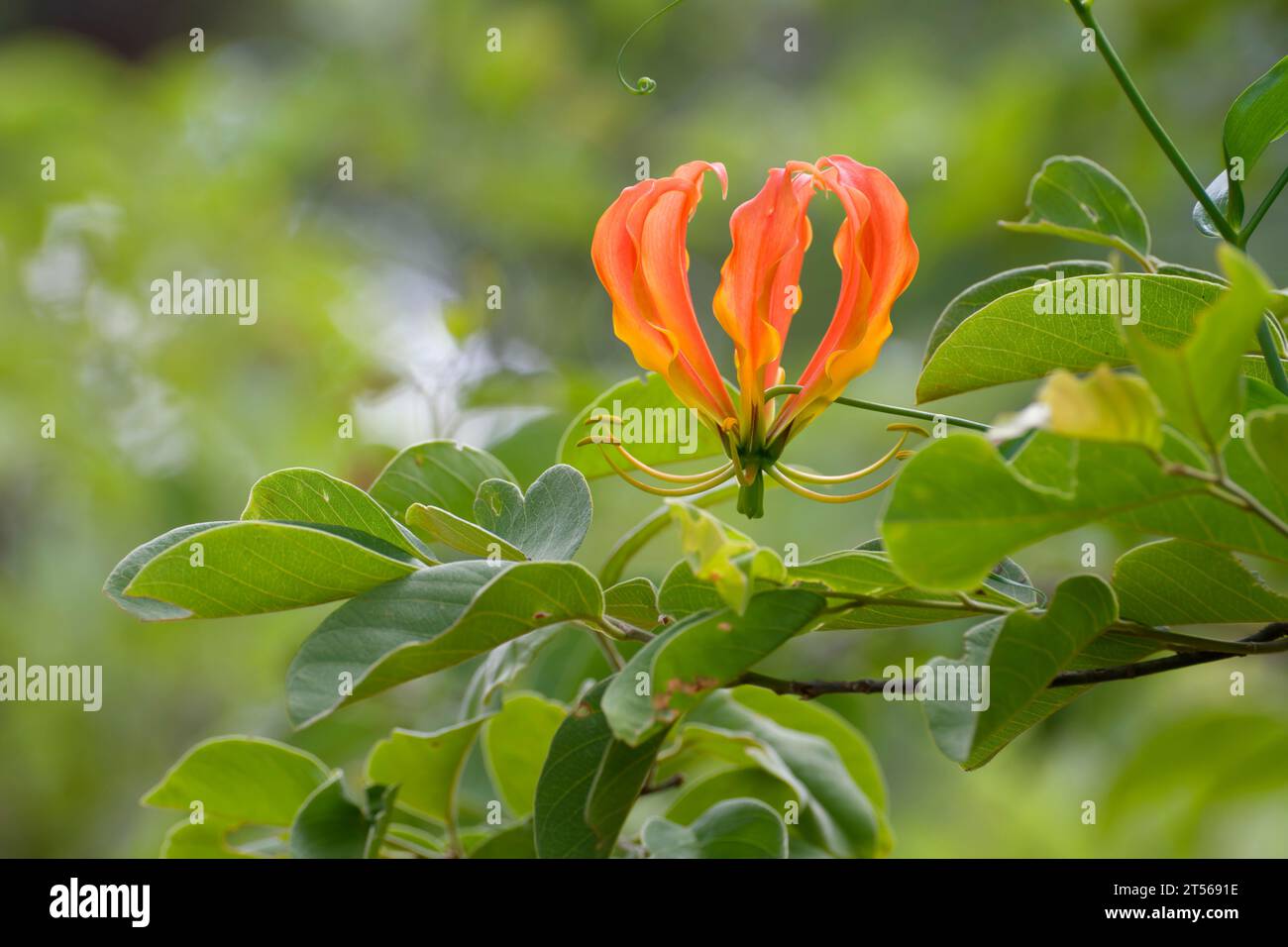 Fleur d'un lys de flamme (Gloriosa superba) dans le nord du Kalahari, ferme d'hôtes Wildacker, au nord de Grootfontein, région d'Otjozondjupa, Namibie Banque D'Images