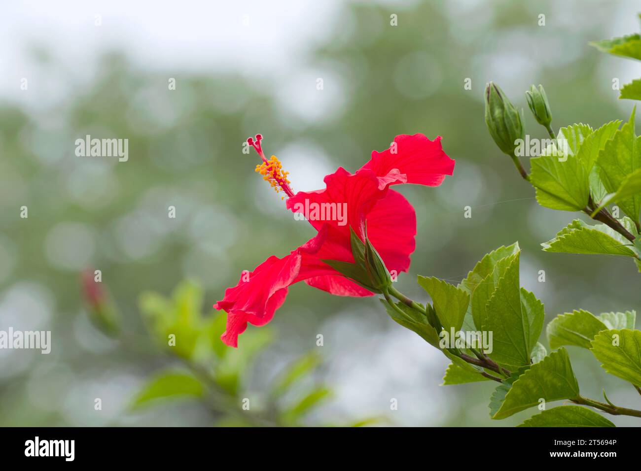 Floraison d'un hibiscus (Hibiscus) dans le jardin de la ferme d'hôtes Wildacker, au nord de Grootfontein, région d'Otjozondjupa, Namibie Banque D'Images