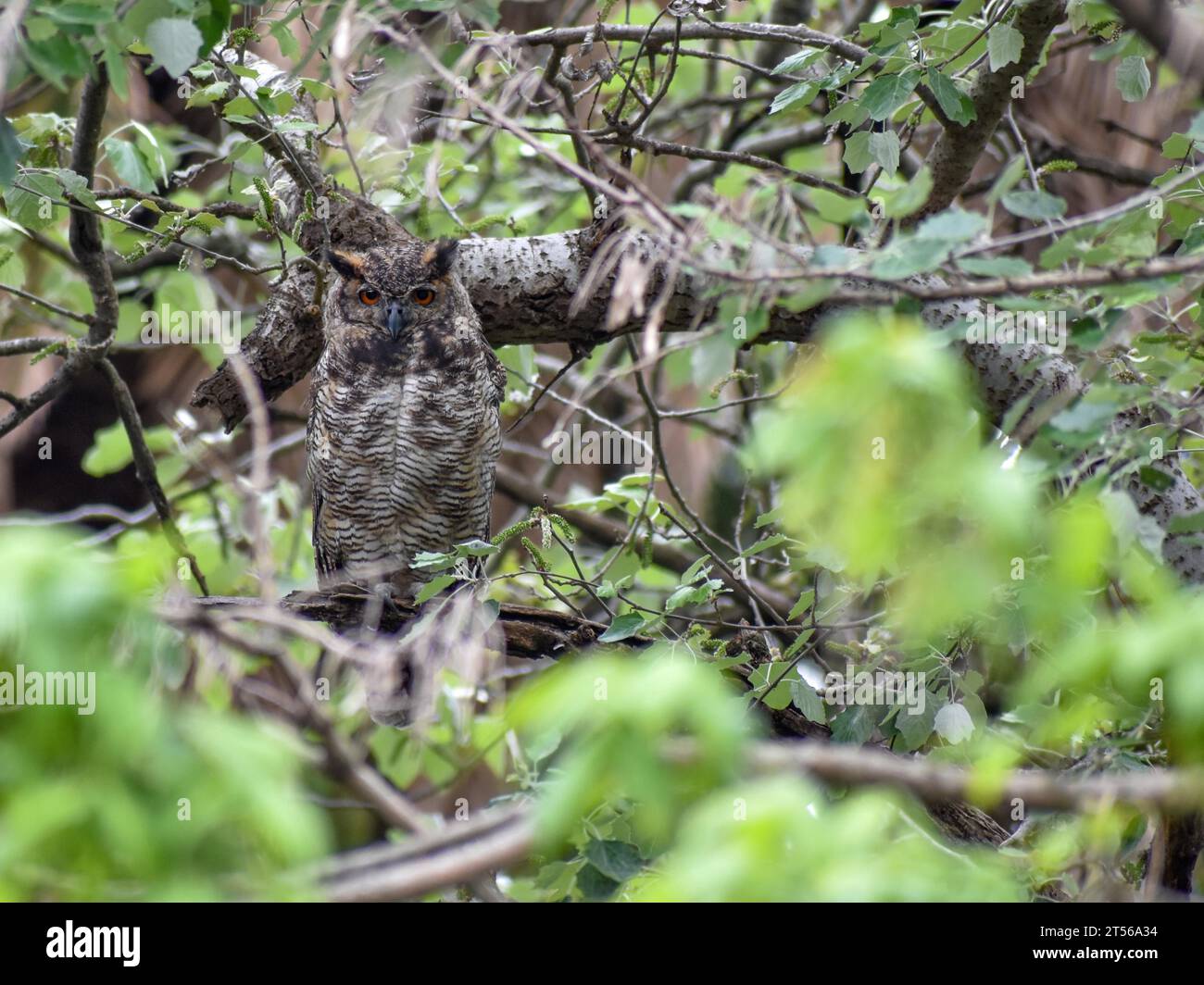 Une chouette d'aigle de Virginie (Bubo virginianus) à l'état sauvage dans un parc à Buenos Aires, Argentine, Amérique du Sud Banque D'Images