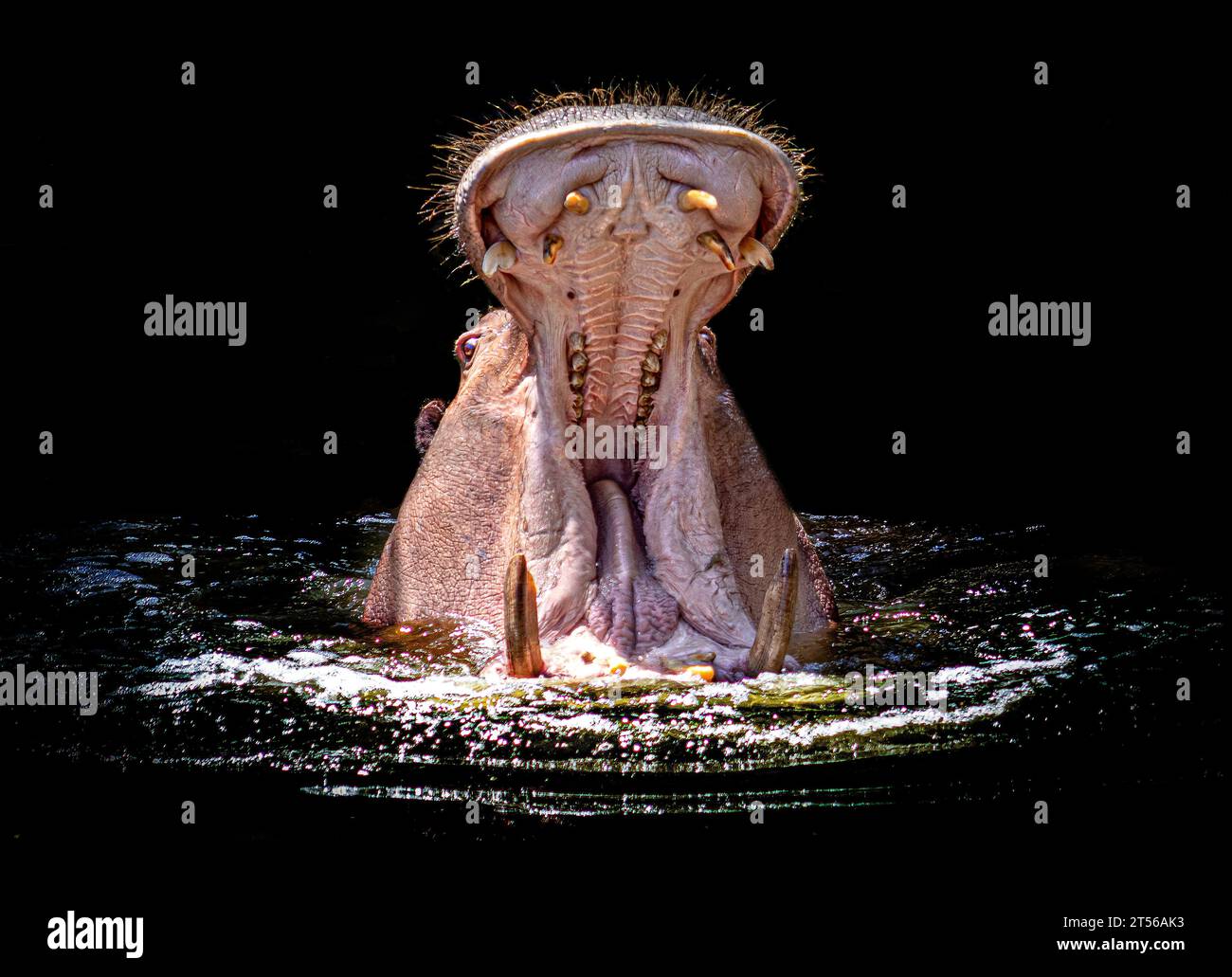 L'hippopotame montre ce qu'il est fait de FUERTEVENTURA, EN ESPAGNE, DES IMAGES TERRIFIANTES de l'intérieur des mâchoires d'un hippopotame ont été capturées par un Briti mordu Banque D'Images
