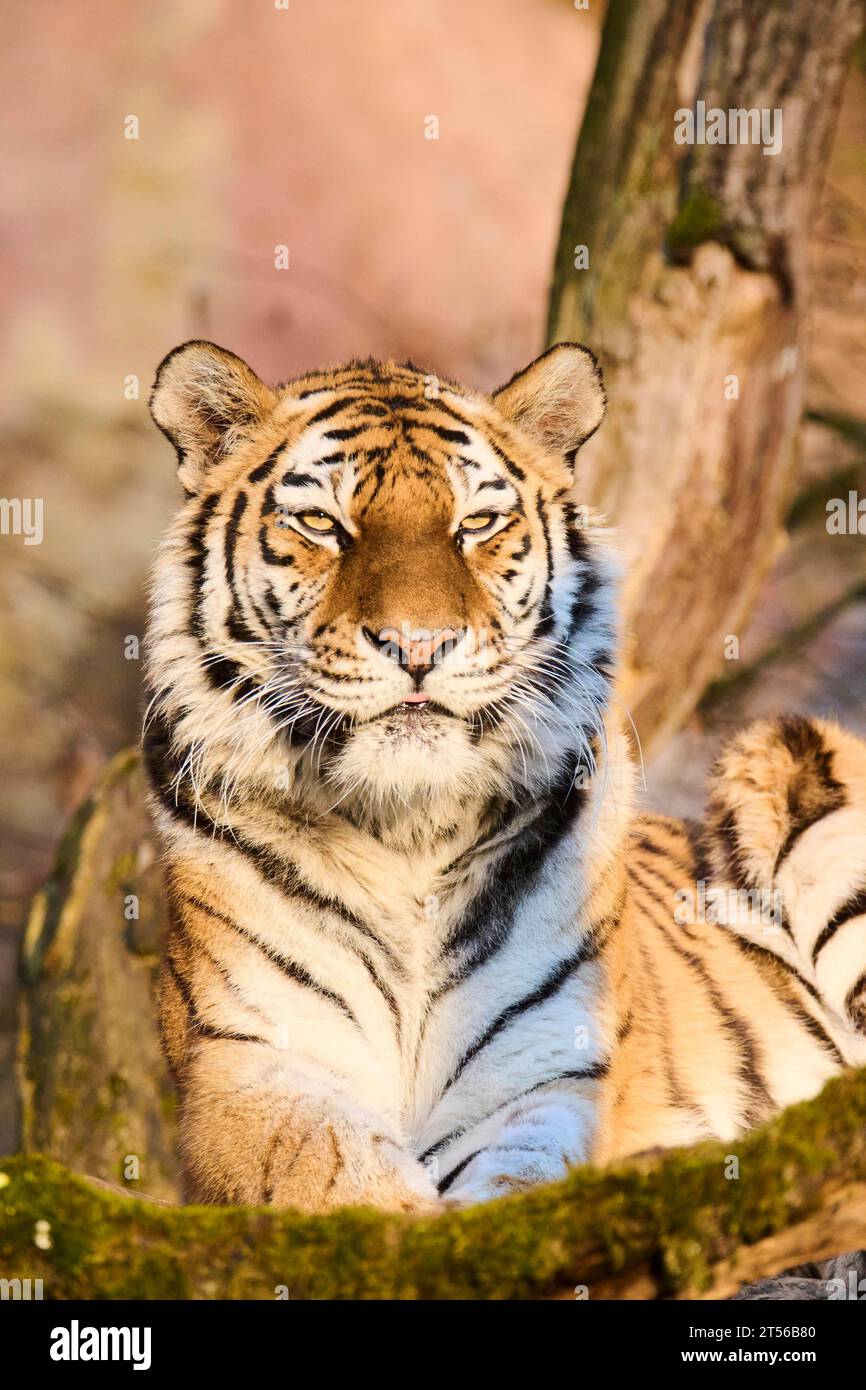 Tigre de Sibérie (Panthera tigris altaica), allongé sur un arbre, regardant dans la caméra, captif, Allemagne Banque D'Images