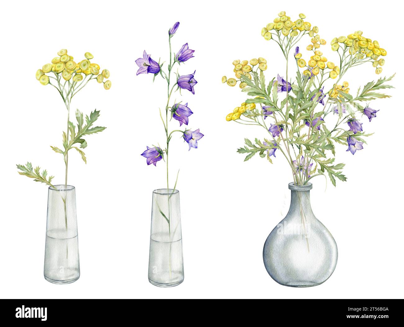 Illustration botanique aquarelle sur fond blanc isolé. Clipart de fleurs de prairie et de forêt dans un vase en verre. Fleurs jaunes des champs - commun Banque D'Images