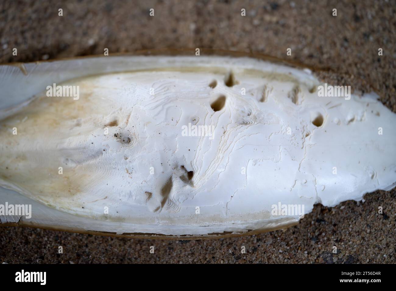 Seiche commune (Sepia officinalis), plage trouver Sepia Schulp, Mer du Nord, pays-Bas Banque D'Images