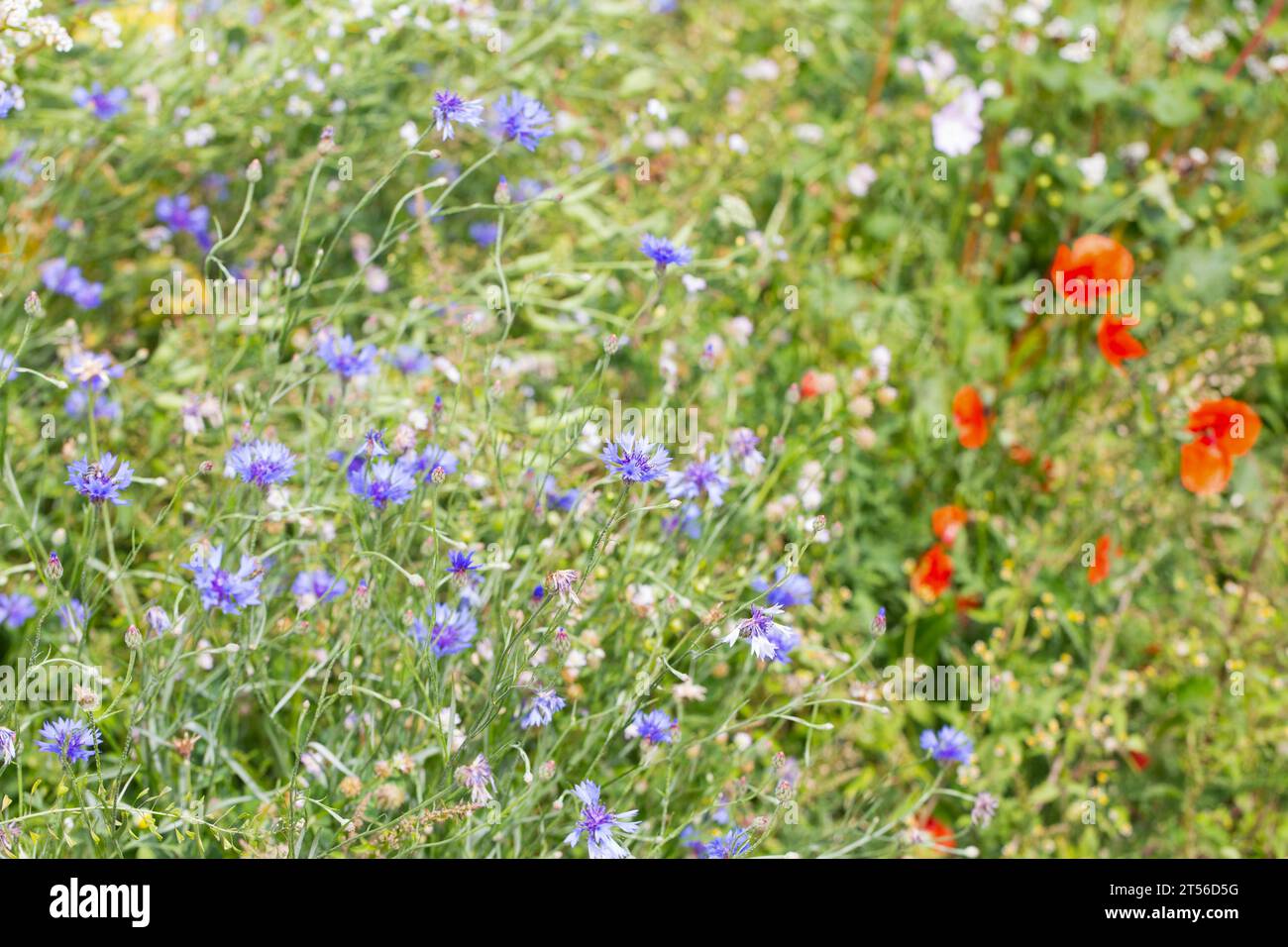 Bandes de fleurs, Dachauer Land, haute-Bavière, Bavière, Allemagne Banque D'Images