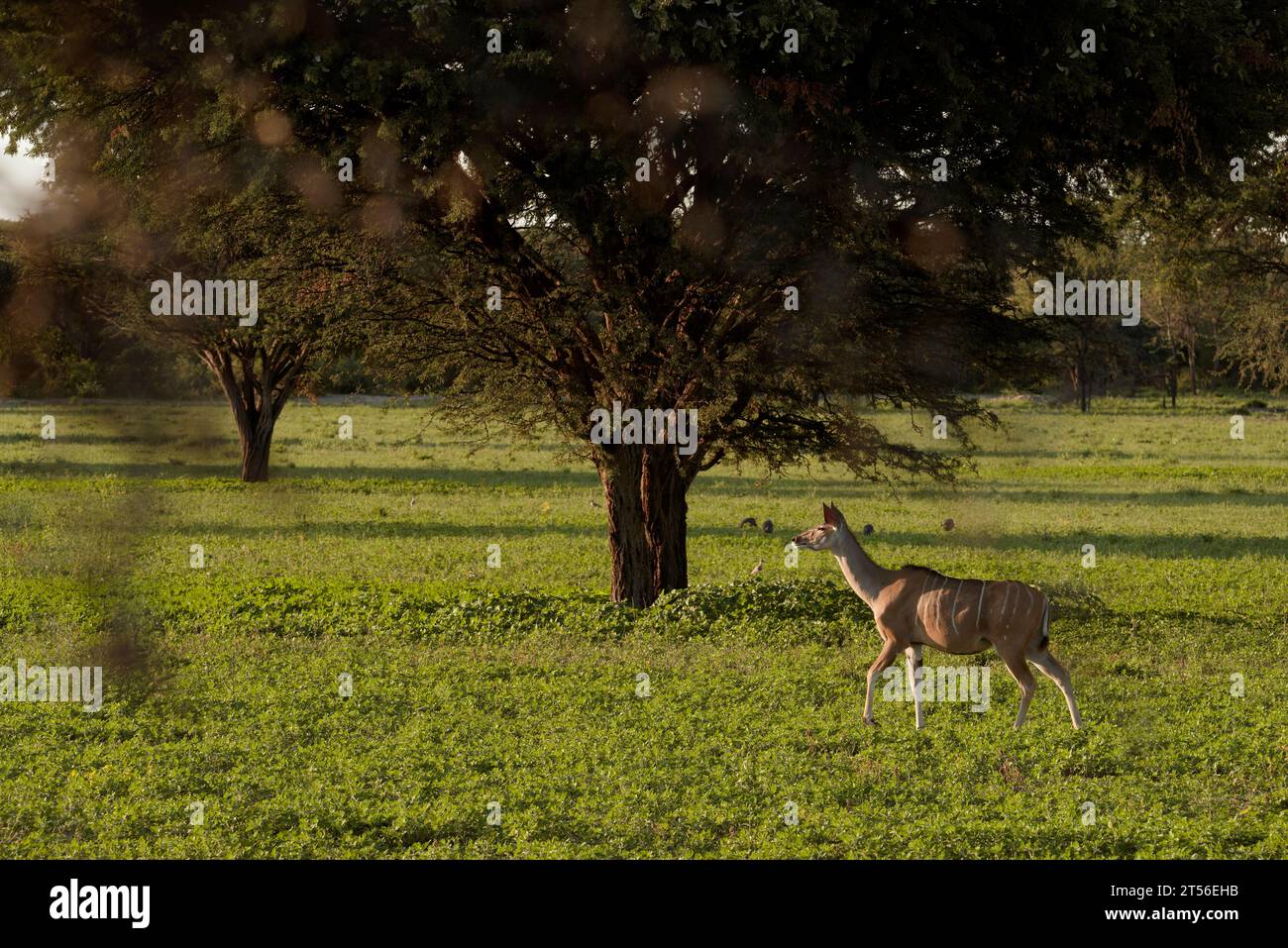 Kudu femelle (Greater kudu, Strepsiceros strepsiceros) dans le nord du Kalahari, ferme d'hôtes Wildacker, au nord de Grootfontein, région d'Otjozondjupa, Namibie Banque D'Images