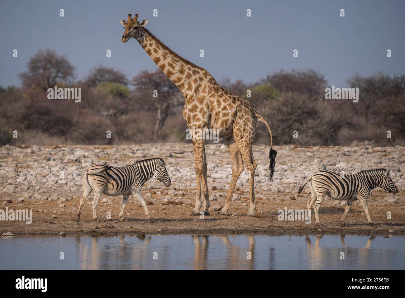 Girafe angolaise (Giraffa camelopardalis angolensis) et zèbre des plaines (Equis burchelli) dans un point d'eau, parc national d'Etosha, Namibie Banque D'Images