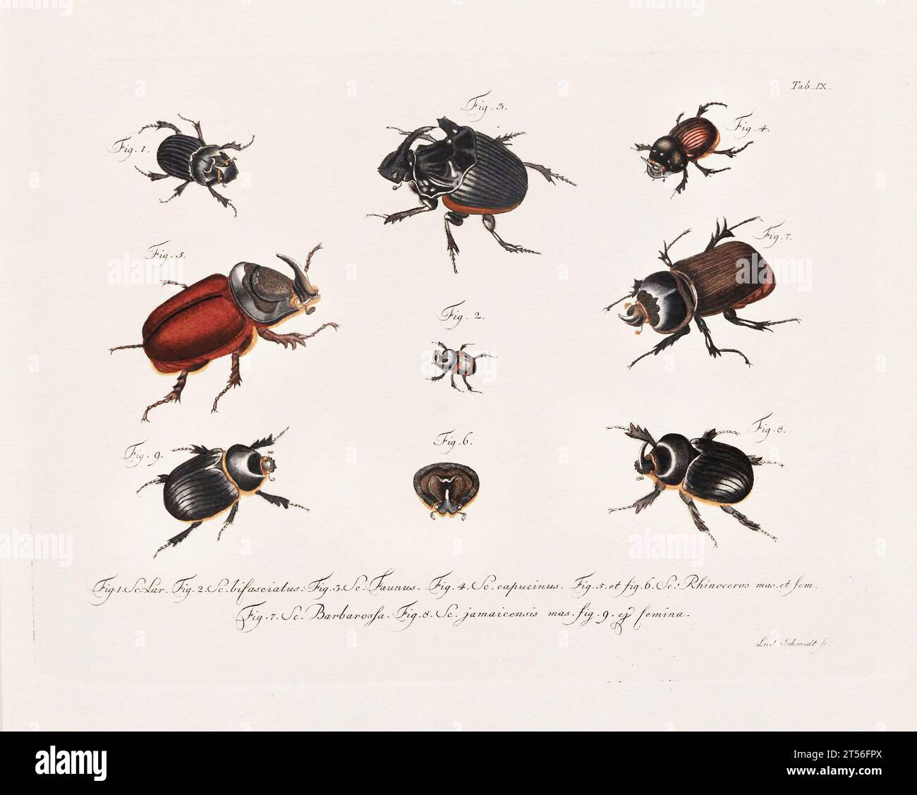 Illustration scientifique antique de Beetle d'environ 1800, remarquable pour ses couleurs âgées, représentant des coléoptères avec un charme vintage distinct, reflétant le Banque D'Images