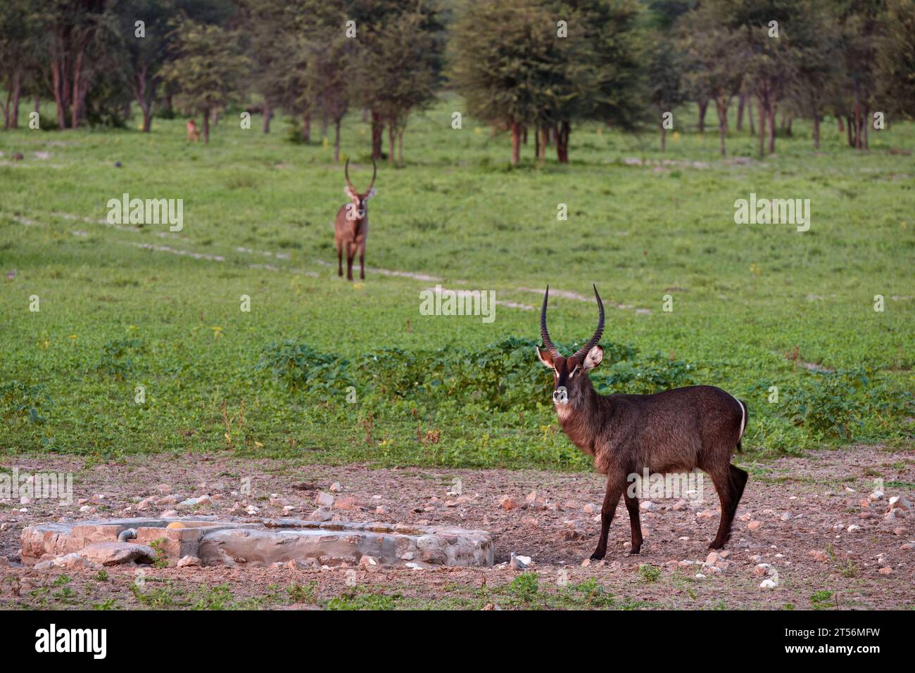 Ellipse waterbuck (Kobus ellipsiprymnus) à l'abreuvoir dans le nord du Kalahari, ferme d'hôtes Wildacker, au nord de Grootfontein, Namibie Banque D'Images