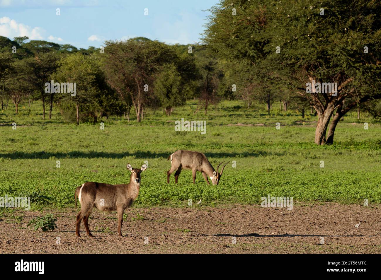 Ellipse waterbucks (Kobus ellipsiprymnus) dans le nord du Kalahari, animal femelle au premier plan, ferme d'hôtes Wildacker, près de Grootfontein, Namibie Banque D'Images