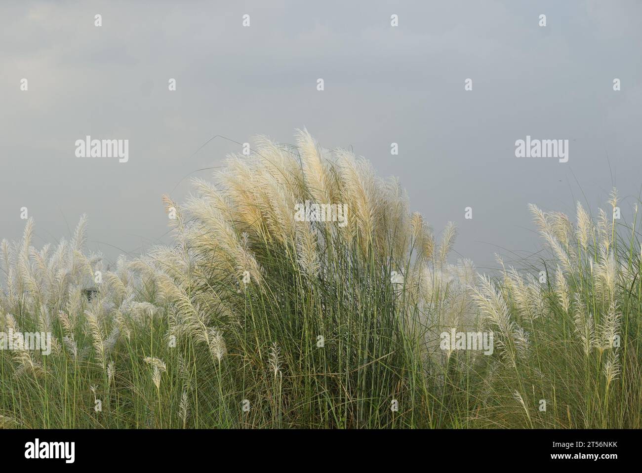 Fleur de saccharum spontaneum ou Kashful Banque D'Images