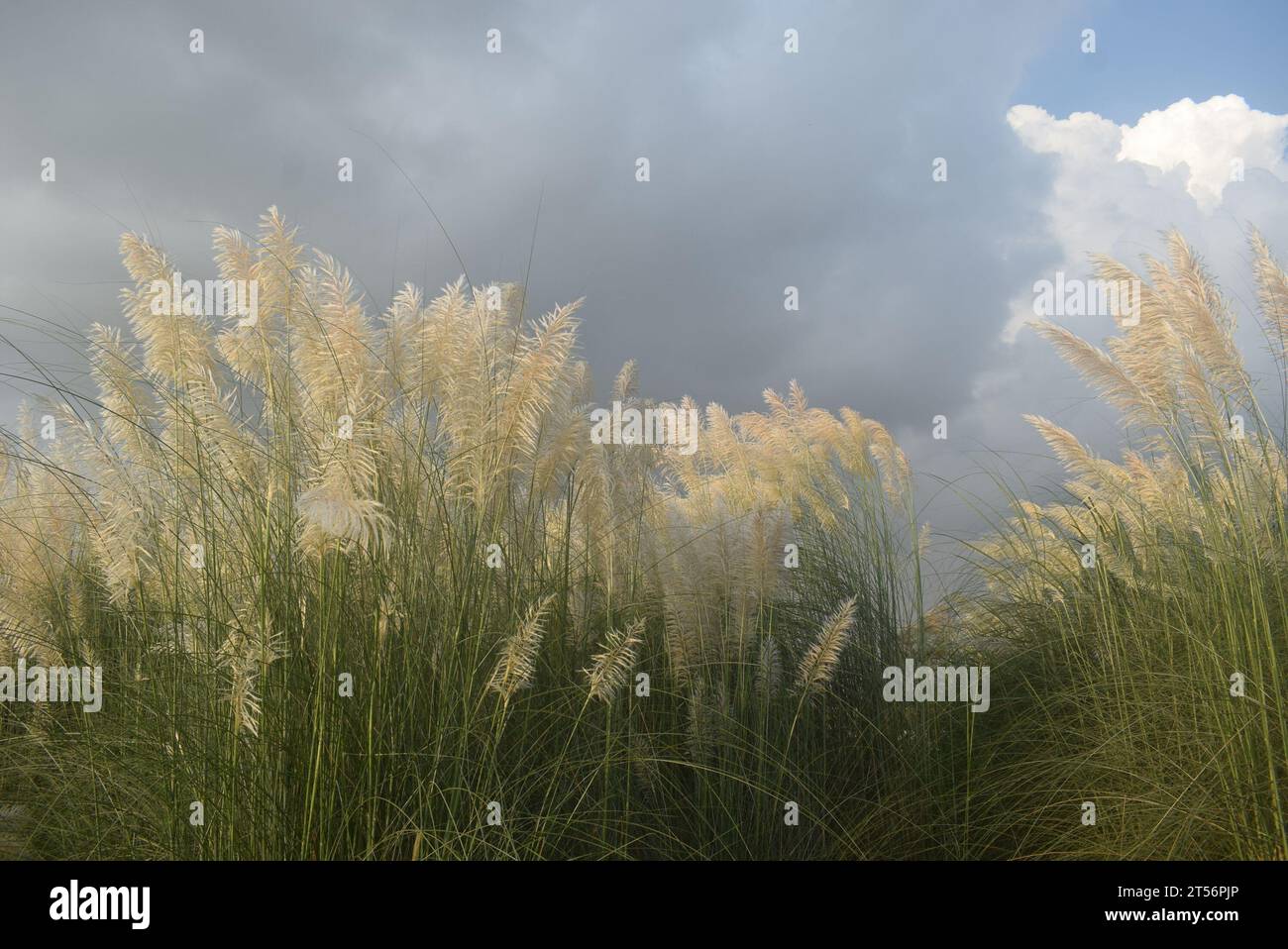 Fleur de saccharum spontaneum ou Kashful Banque D'Images