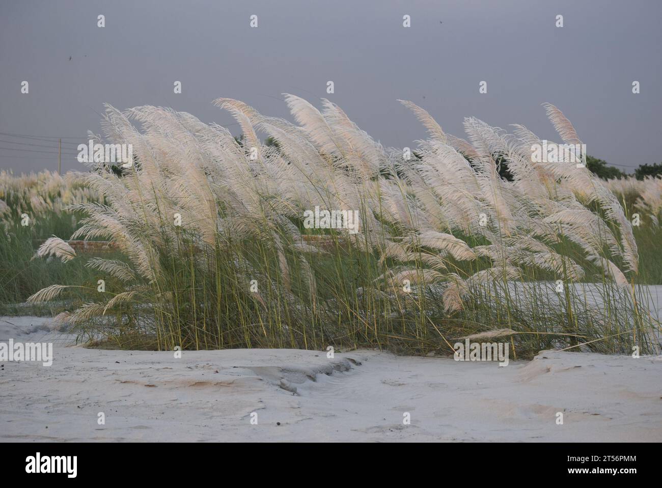 Fleur de saccharum spontaneum ou Kashful Banque D'Images