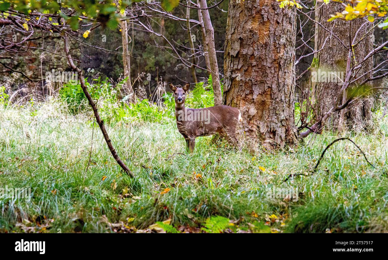 Dundee, Tayside, Écosse, Royaume-Uni. 3 novembre 2023. Météo Royaume-Uni : même par un matin nuageux, Dundee Camperdown Country Park offre de magnifiques vues automnales, avec Roe Deer errant dans les bois. Crédit : Dundee Photographics/Alamy Live News Banque D'Images