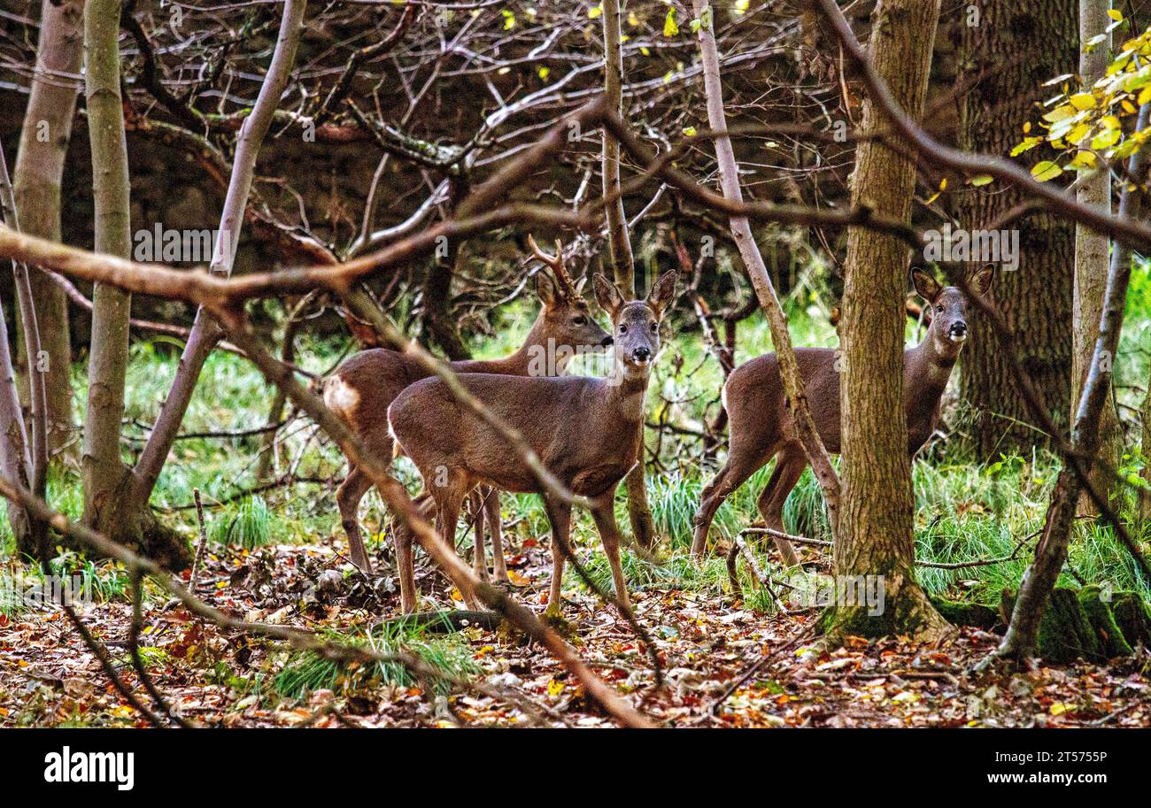 Dundee, Tayside, Écosse, Royaume-Uni. 3 novembre 2023. Météo Royaume-Uni : même par un matin nuageux, Dundee Camperdown Country Park offre de magnifiques vues automnales, avec Roe Deer errant dans les bois. Crédit : Dundee Photographics/Alamy Live News Banque D'Images