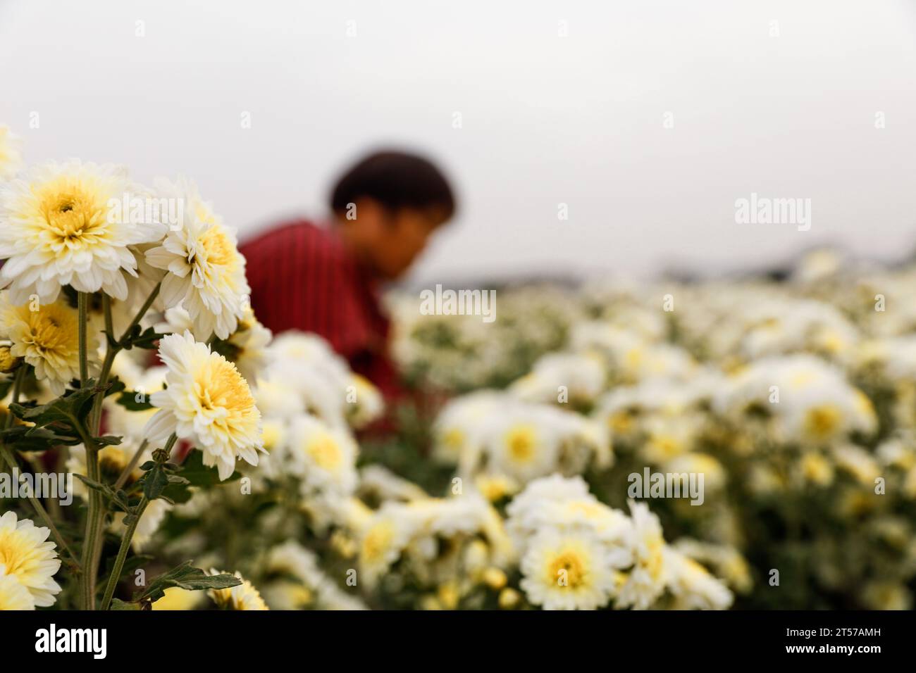Pékin, province chinoise du Henan. 3 novembre 2023. Un agriculteur récolte des chrysanthèmes à la base de plantation d'une coopérative dans le canton de Dahongqiao, comté de Wuzhi, ville de Jiaozuo, province du Henan en Chine centrale, le 3 novembre 2023. Les chrysanthèmes sont entrés dans la saison des récoltes, et les agriculteurs intensifient leurs efforts pour récolter les fleurs de chrysanthème dans les champs. Crédit : Wang Linfeng/Xinhua/Alamy Live News Banque D'Images