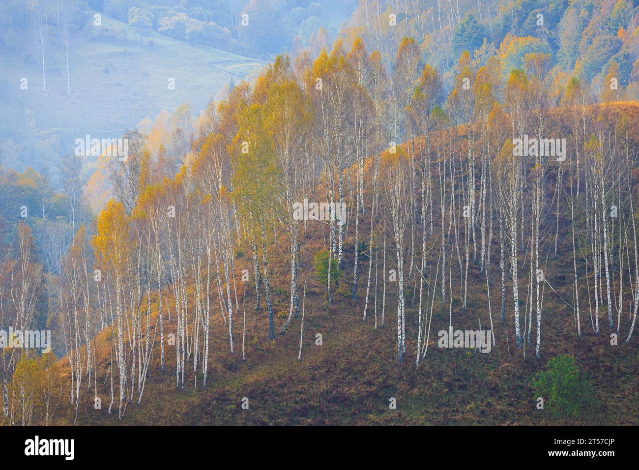 Les couleurs de l'automne surprennent sur un paysage rural roumain. Photo prise le 15 octobre 2023 près de Dumesti, région de Transylvanie, Roumanie. Banque D'Images
