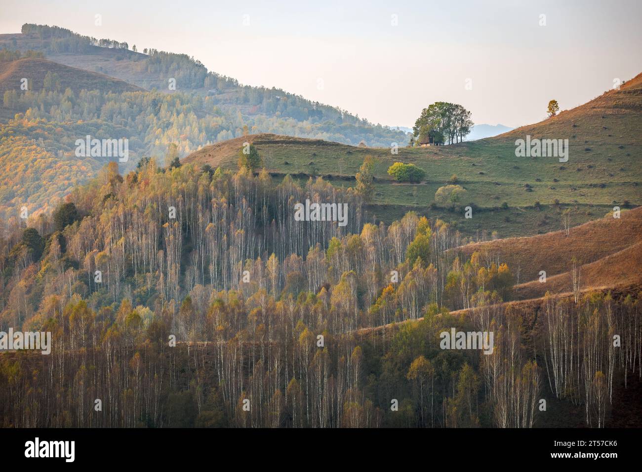 Les couleurs de l'automne surprennent sur un paysage rural roumain. Photo prise le 15 octobre 2023 près de Dumesti, région de Transylvanie, Roumanie. Banque D'Images
