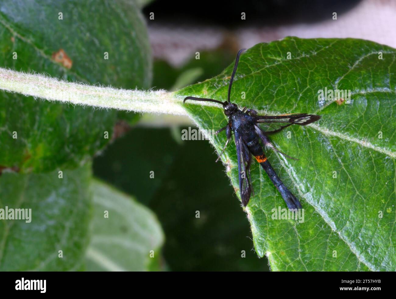 Clearwing (Synanthedon myopaeformis) adulte au repos sur une feuille Norfolk, Royaume-Uni. Juillet Banque D'Images