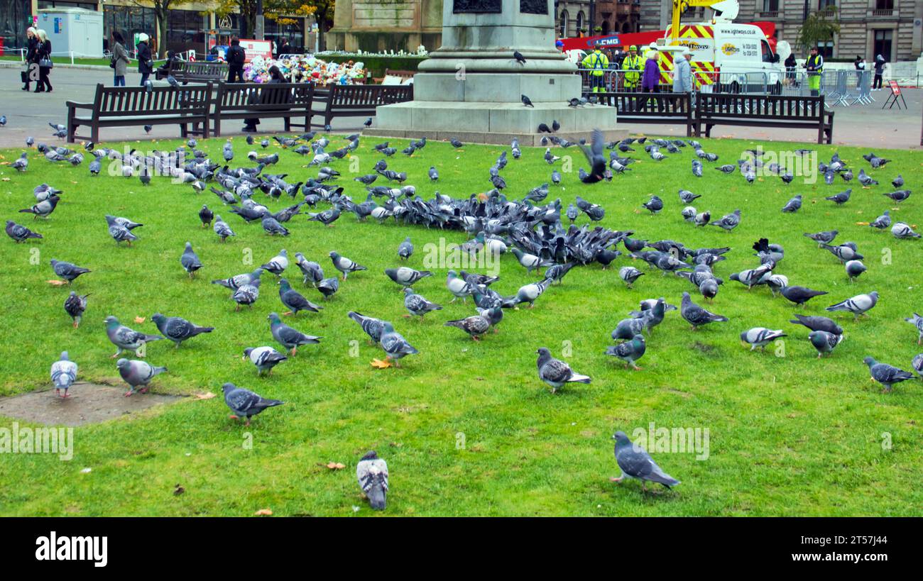 Glasgow, Écosse, Royaume-Uni. 3 novembre 2023. Problème de pigeon du centre-ville dans le centre civique de george Square alors que la population boom en raison de l'alimentation par les habitants depuis covid. Crédit Gerard Ferry/Alamy Live News Banque D'Images