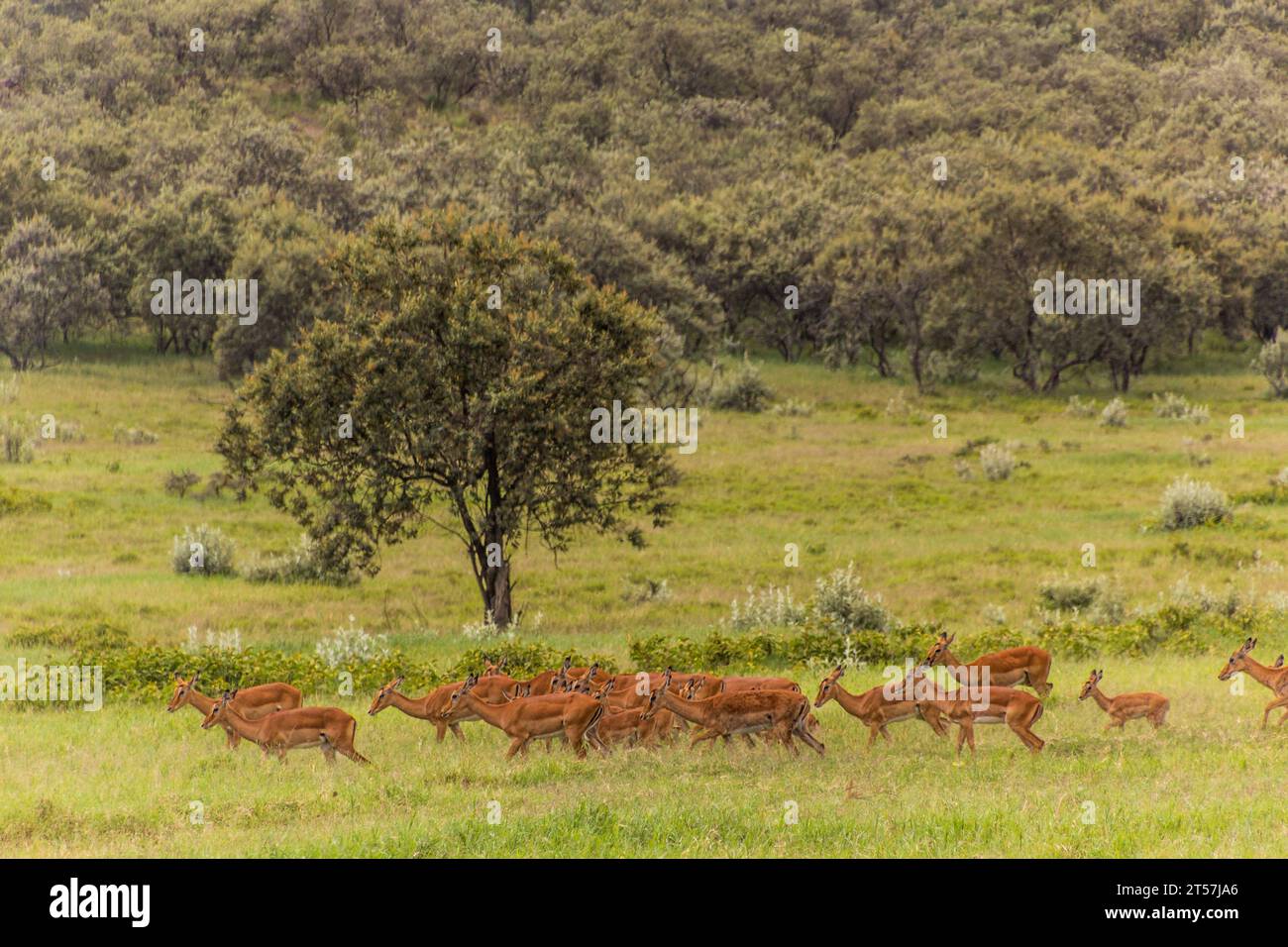 Impalas (Aepyceros melampus) dans le parc national de Hell's Gate, Kenya Banque D'Images