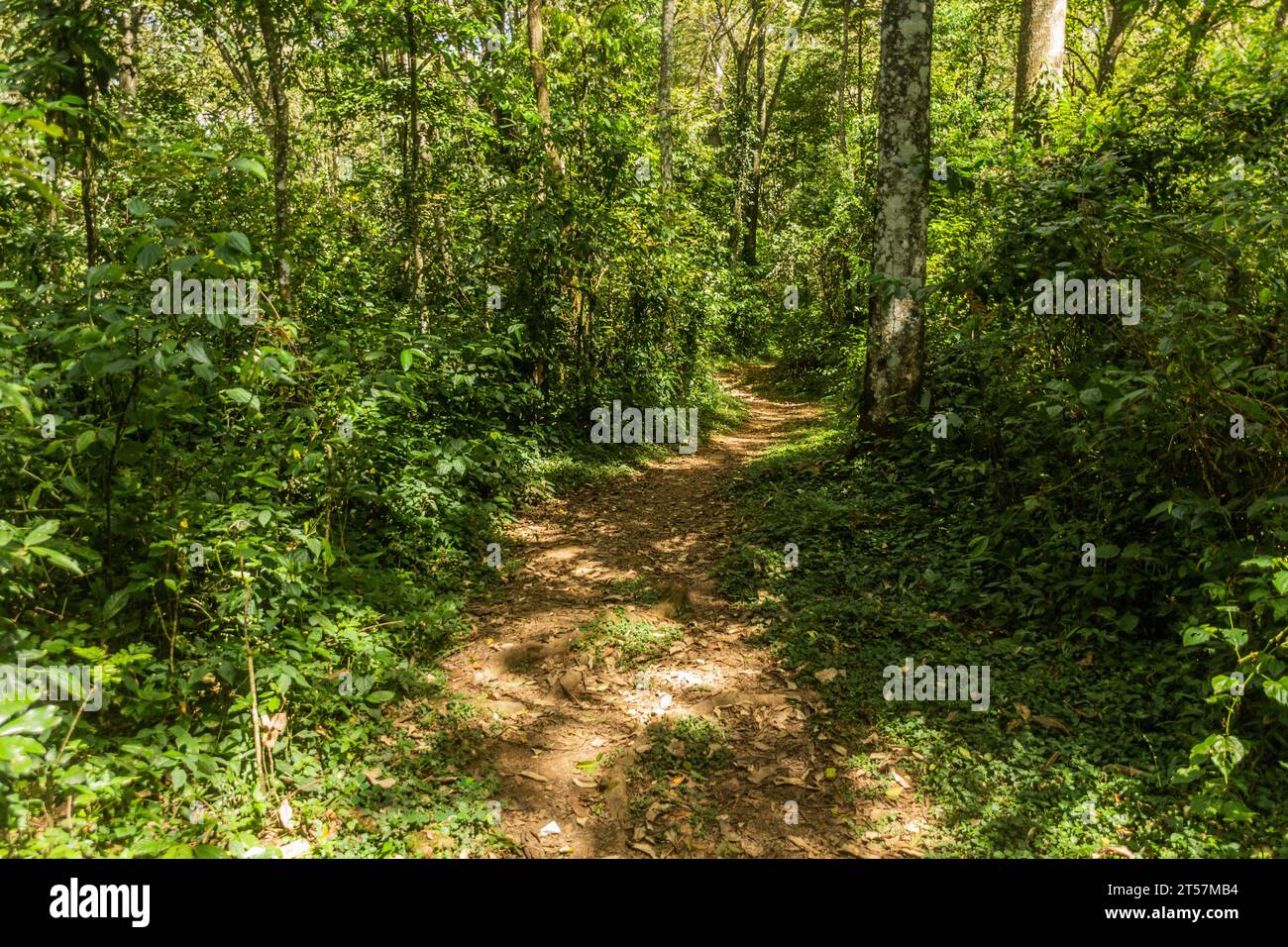 Sentier de randonnée dans la réserve forestière de Kakamega, Kenya Banque D'Images