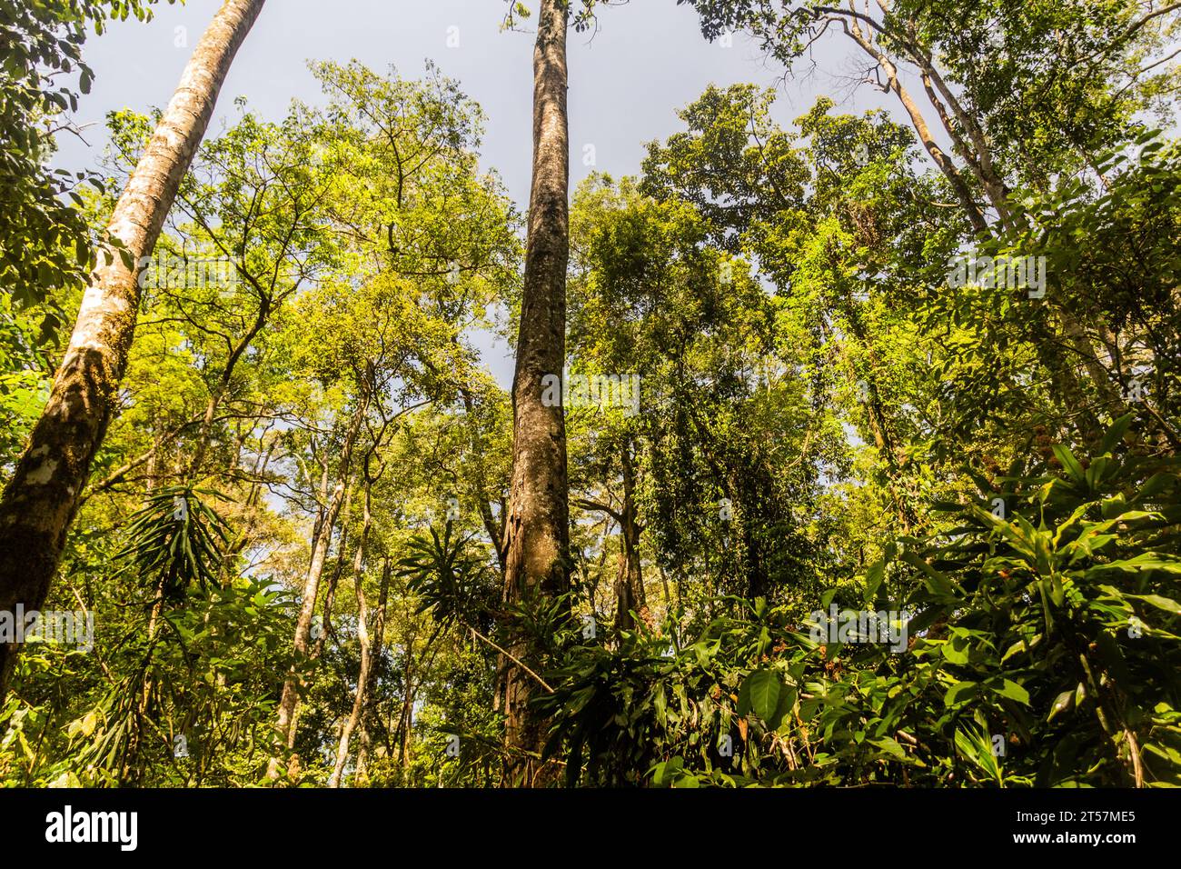 Arbres dans la réserve forestière de Kakamega, Kenya Banque D'Images