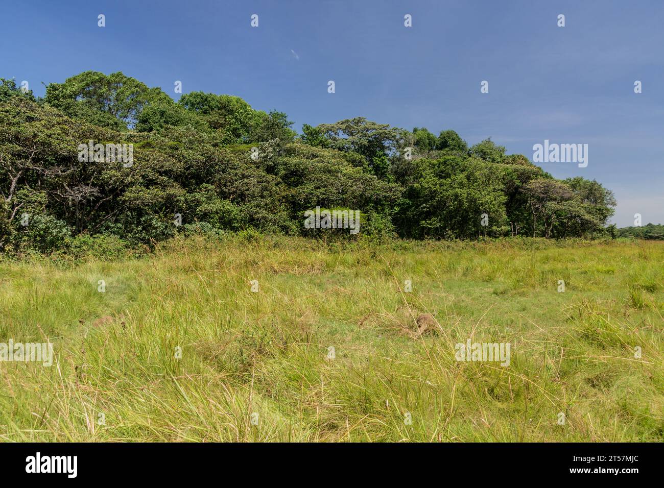 Paysage de la réserve forestière de Kakamega, Kenya Banque D'Images