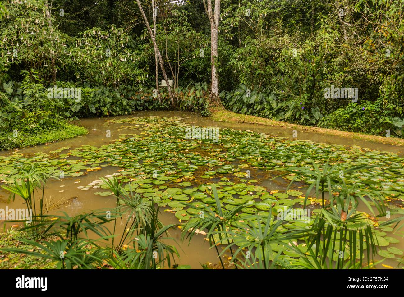 Étang dans la réserve forestière de Kakamega, Kenya Banque D'Images