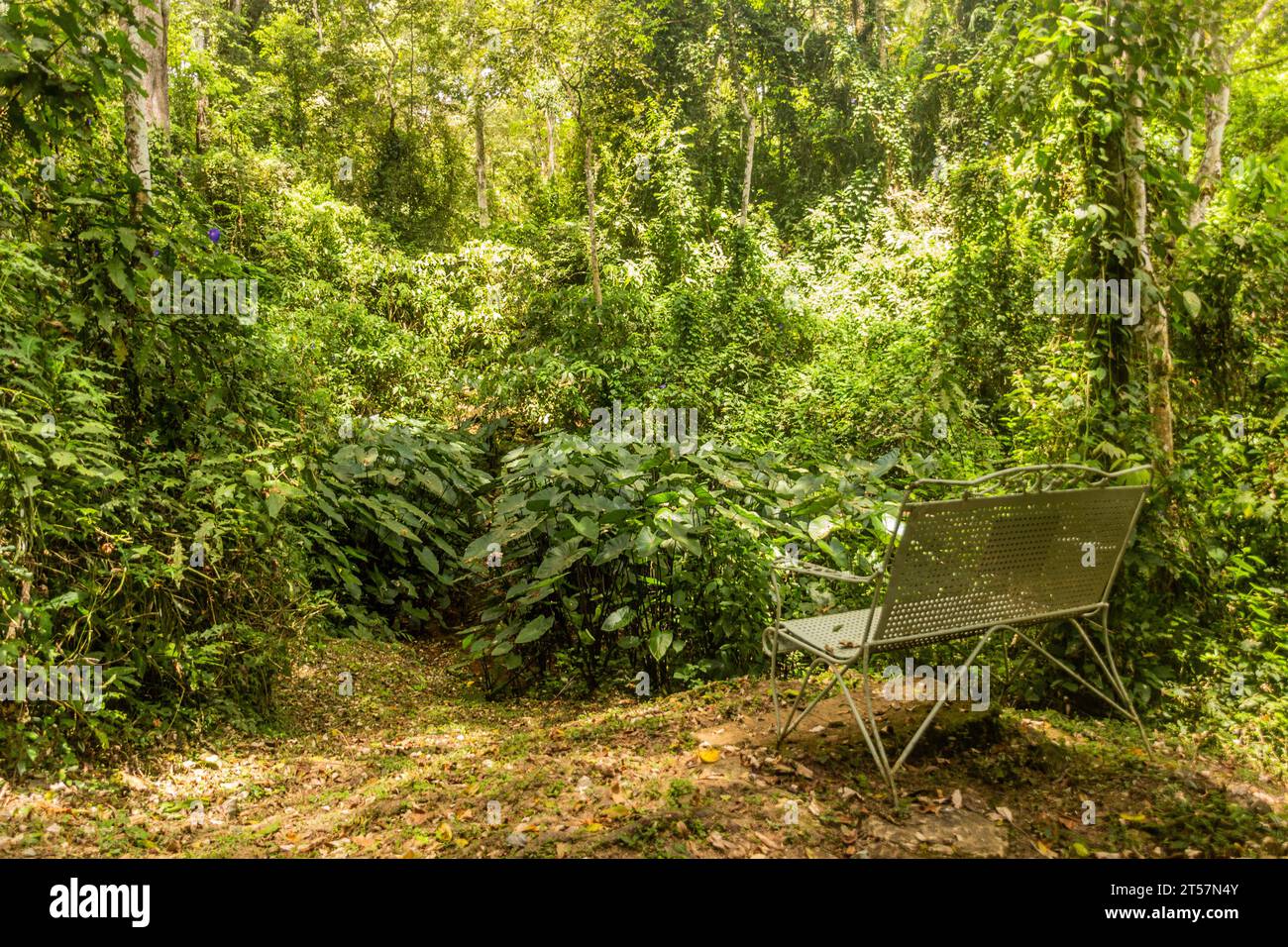 Banc dans la réserve forestière de Kakamega, Kenya Banque D'Images