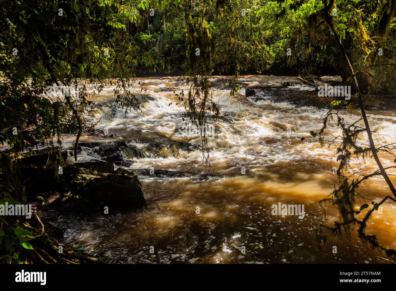 Rivière Yala dans la réserve forestière de Kakamega, Kenya Banque D'Images