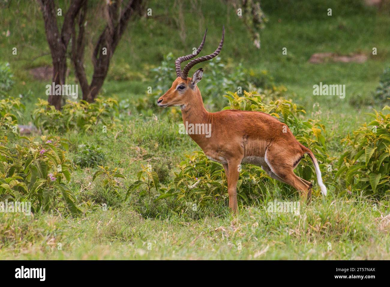 Impala dans le parc national de Hell's Gate, Kenya Banque D'Images